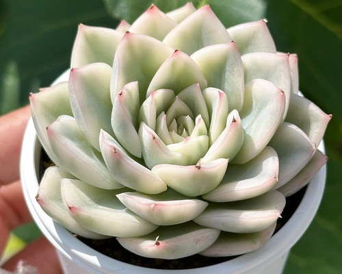 Top【選抜株】多肉植物　T26449ムーン　フェアリー錦　24個　鉢無し/脱土 新入荷 大人気 多肉植物 エケベリ ムーンフェアリー錦 超美苗 レア種