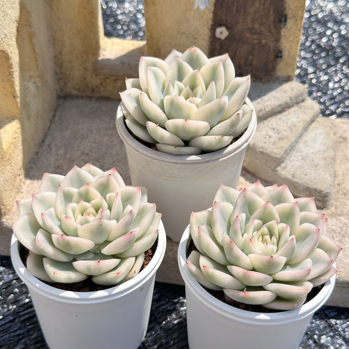 新入荷 大人気 多肉植物 エケベリ ムーンフェアリー錦 超美苗 レア種