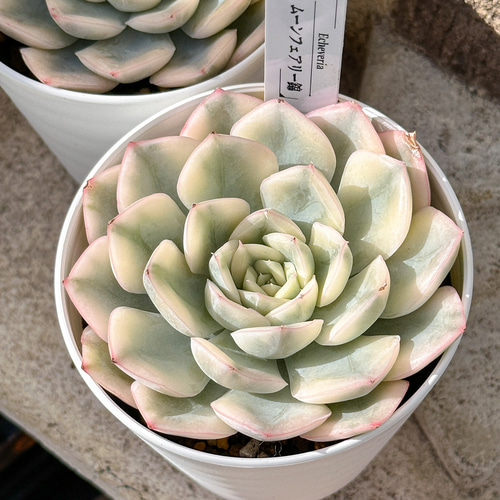 ピンクムーン錦　激レア 多肉植物　エケベリア　容器ごとヤマト便発送 新入荷 大人気 多肉植物 エケベリ ムーンフェアリー錦 超美苗 レア種