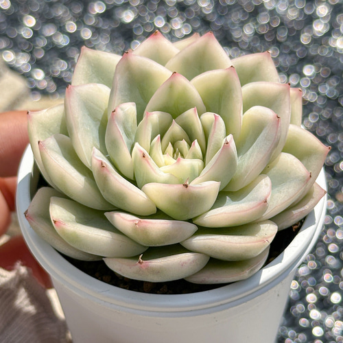 新入荷 大人気 多肉植物 エケベリ ムーンフェアリー錦 超美苗 レア種