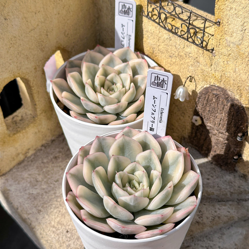 新入荷 大人気 多肉植物 エケベリ ムーンフェアリー錦 超美苗 レア種