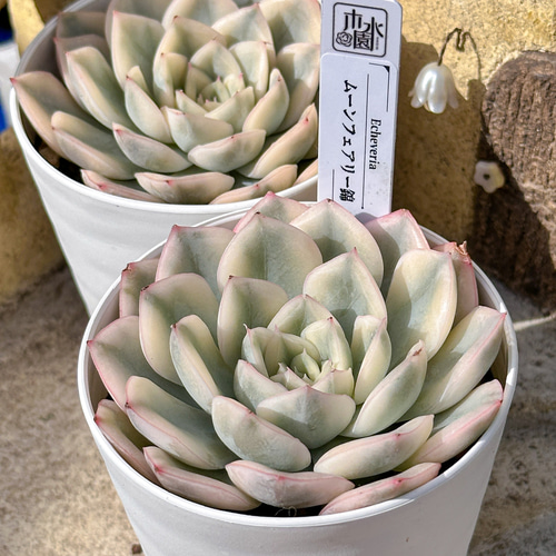 新入荷 大人気 多肉植物 エケベリ ムーンフェアリー錦 超美苗 レア種