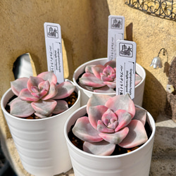 多肉植物 エケベリ ピーチスアンドクリーム錦 超美苗 レア種 多肉植物