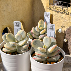 年末年始販売会 多肉植物 エケベリア オンスロー錦 超美苗 レア種 多肉