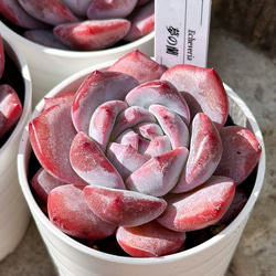 新入荷 大人気 多肉植物 エケベリア ファットスター 超美苗 レア種