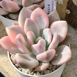 多肉植物 エケベリ 黒魔王 超美苗 レア種 多肉植物 kimizuenta29 新品