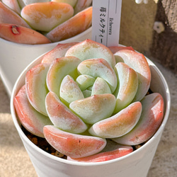 多肉植物 ピンクリップスティック 韓国苗 多肉植物 pariʚ