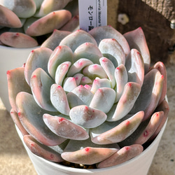 新入荷 大人気 多肉植物 エケベリ モンロー錦 超美苗 レア種 多肉植物