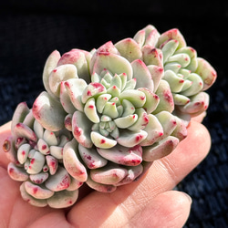 新入荷 多肉植物 エケベリア スノーピーチ 超美苗 レア種 多肉植物