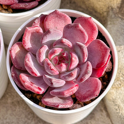 新入荷 多肉植物 エケベリア アイスラブリーローズ錦 超美苗 レア種