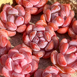 多肉植物 エケベリ ピーチスアンドクリーム錦 超美苗 レア種 多肉植物