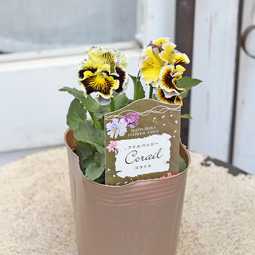 花苗 フリル パンジー コライユ 3号 ブルー イエロー マツバラファーム