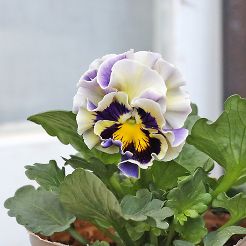 花苗 フリル パンジー モアナ レモーナ 3号 マツバラファーム