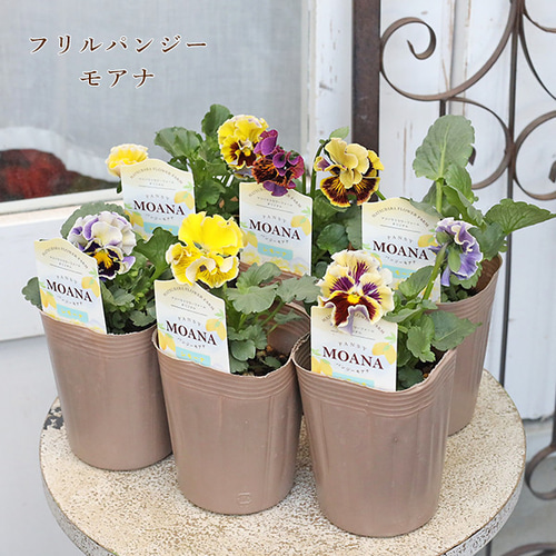 ◆ハーバリウム　183 フリルパンジーと春のお花*.:。✿*゜¨ 花苗 フリル パンジー モアナ レモーナ 3号 マツバラファーム
