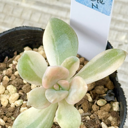 ニクサーナ錦＊多肉植物＊葉挿し 多肉植物 ＊N＊ 通販 18494875