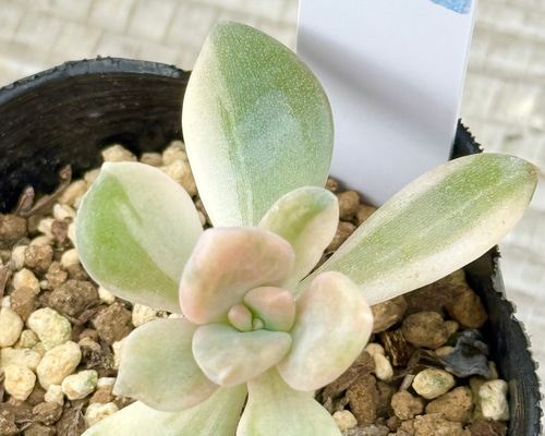 レア‼️石蓮花錦(7-46)＊多肉植物＊抜き苗 多肉植物 ＊N＊ 通販