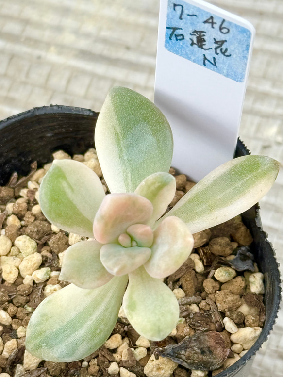 多肉植物　フローレンス錦　抜き苗　カット苗 レア‼️石蓮花錦(7-46)＊多肉植物＊抜き苗 多肉植物 ＊N＊ 通販
