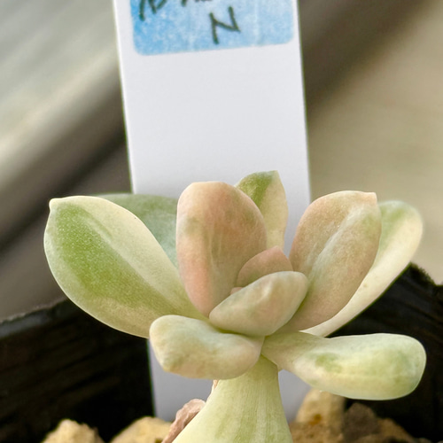 レア‼️石蓮花錦(7-46)＊多肉植物＊抜き苗 多肉植物 ＊N＊ 通販