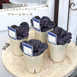 花苗 イングリッシュラベンダー セリーヌ 3.5号 多年草 ハーブ