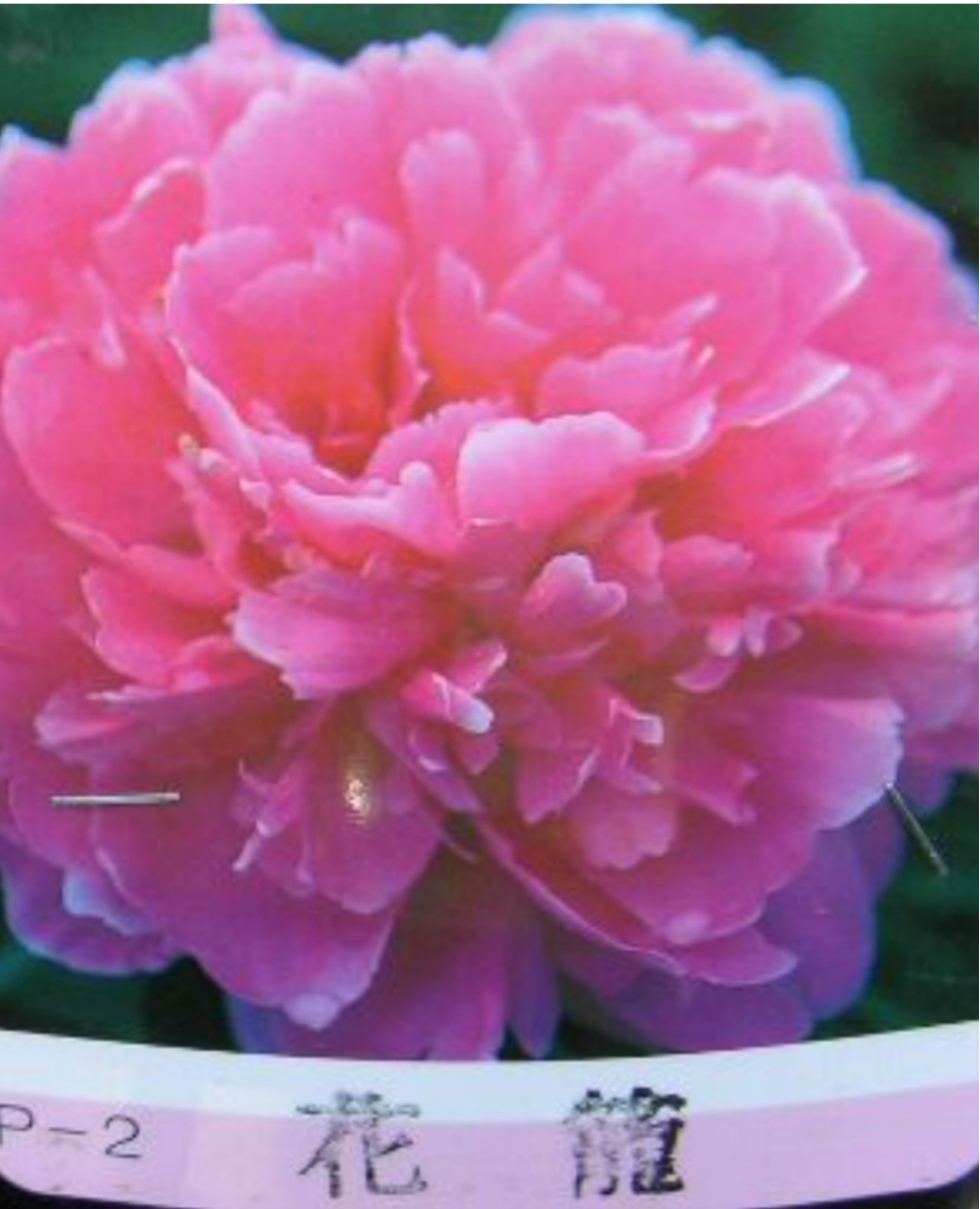 芍薬【花籠】その名にたがわない溢れる程の花びら 春を優しく告げてくれます