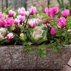 銅葉プチダリア 『フレディーストロベリー』 4号鉢 その他インテリア