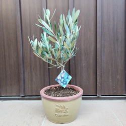 可愛い♪ユーカリ ポポラス テラコッタ鉢植え 苗 シンボルツリーに