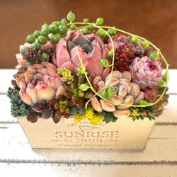 多肉植物寄せ植え 多肉 リメイク缶鉢 多肉植物 galleryk's GONZU 植物