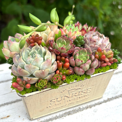 花月夜 エケベリア 抜き苗 多肉植物 その他インテリア雑貨 galleryk's