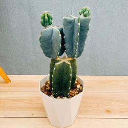 現品］98番 ユッカ ロストラータ サファイアスカイズ 7号 ドライ