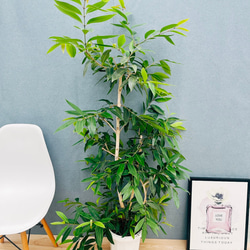 ［現品］ザミア　フロリダーナ　6号　蘇轍　観葉植物　室内　レア　細葉　かっこいい 現品］ザミア フロリダーナ 6号 蘇轍 観葉植物 室内 レア 細葉