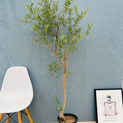 現品］7番 フィカス アルテシマ 曲がり 8号 観葉植物 室内 大型 ゴムの