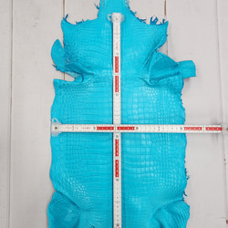 ワニ革 クロコ 半艶マット  セルリアンブルー　No.C008564 6枚目の画像