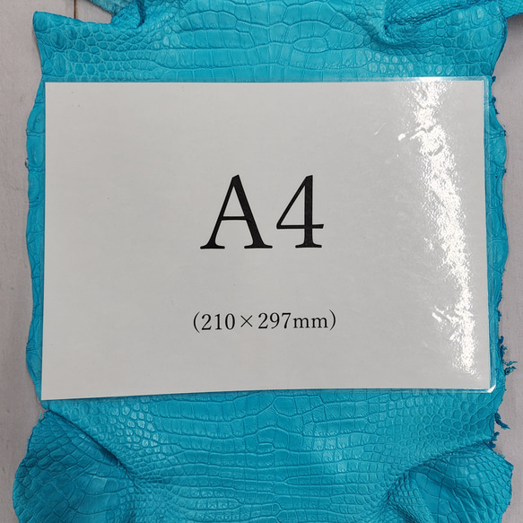 ワニ革 クロコ 半艶マット  セルリアンブルー　No.C008564 8枚目の画像
