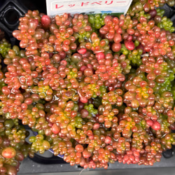 ストロベリーアーモンド 超美苗 エケベリア カット苗 韓国苗 多肉植物
