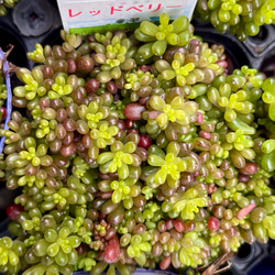 お買い得♪韓国苗7点セット 多肉植物 寄せ植え 多肉植物 プクニク 通販