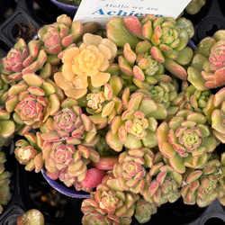 トリカラー セダム 多肉植物 多肉植物 プクニク 通販 18236912｜Creema