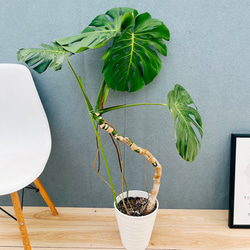 現品］【希少】2番 エピプレムヌム ピナツム セブブルー 8号 観葉植物