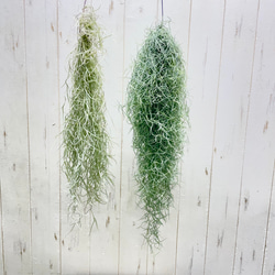 ソテツ（かなり大きいサイズ子供たくさん付き） ソテツ（かなり大きい