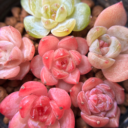 速達便付き 超可愛い 多肉植物 ドロサンテマム キラキラIce crystal 大