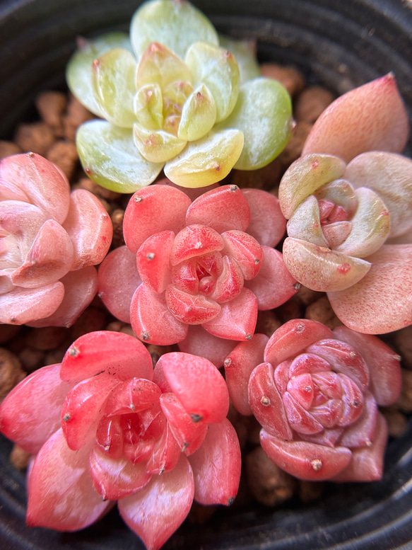 現品　新作　多肉植物　エケベリア　小苗　6株　5cm鉢 新作 超可愛い 多肉植物 エケベリア 小苗 6株 5cm鉢 多肉植物 愛多肉