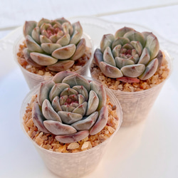 多肉植物 ピンクリップスティック 韓国苗 多肉植物 pariʚ