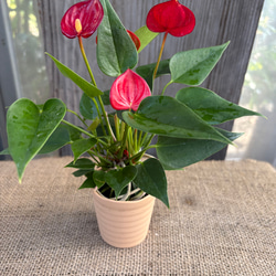 ハオルチア ピクタ「Ｙ氏」多肉植物 ハオルチア ピクタ Y氏モザイク実生 多肉植物 アルファガーデン 通販