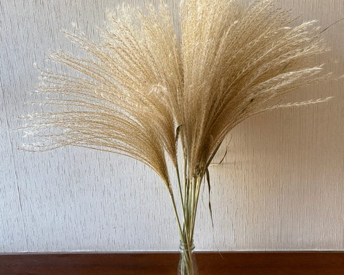 ススキ 穂大きめ ロング 60～70cm 12本 ＊ 茶花 山野草 ドライフラワー