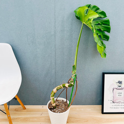 現品］4番 フィカス ベンガレンシス 曲がり 8号 観葉植物 室内 大型