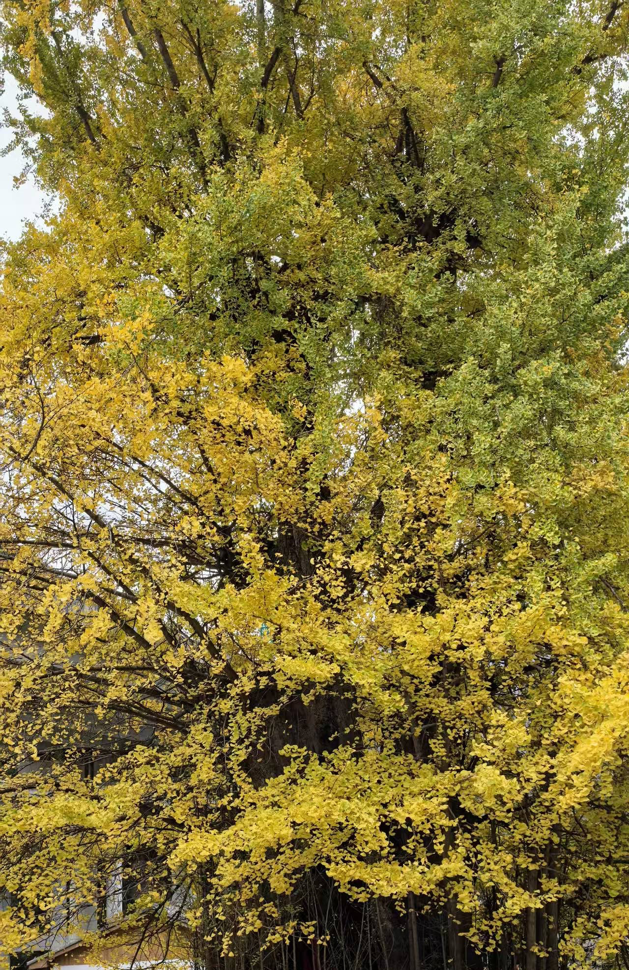 2025.11.20四千年古銀杏　新潟阿賀野産上質ジャスパー