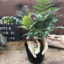 ［現品］【珍しい】10番　奄美姫ソテツ　盆栽造り　約7号　蘇轍　観葉植物　陶器鉢 現品］【珍しい】10番 奄美姫ソテツ 盆栽造り 約7号 蘇轍 観葉植物 陶器