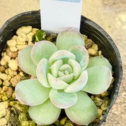 デレッセーナ（2-13）＊エケベリア＊多肉植物＊抜き苗 多肉植物 ＊N