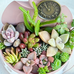 デレッセーナ（2-13）＊エケベリア＊多肉植物＊抜き苗 多肉植物 ＊N