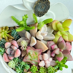 多肉植物 デレッセーナ×メキジャイ 抜き苗 多肉植物 デレッセーナ×メキジャイ 抜き苗 多肉植物 デレッセーナ