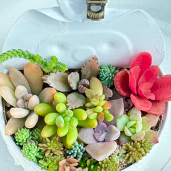 デレッセーナ（2-13）＊エケベリア＊多肉植物＊抜き苗 多肉植物 ＊N